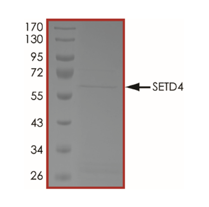 The purity of SETD4 was determined to be > 70% by densitometry. Approx. MW ~62kDa.